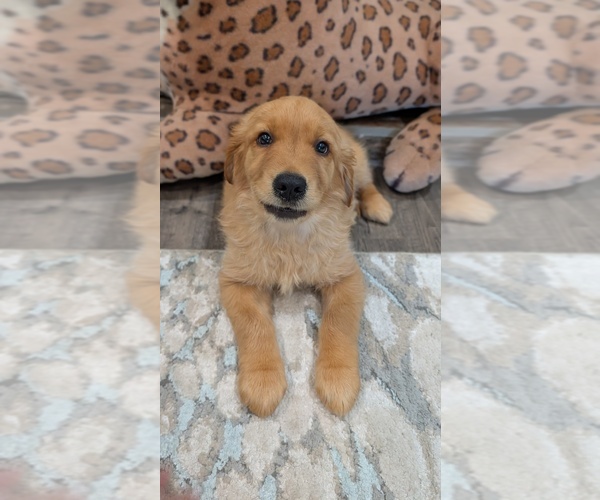 Medium Photo #7 Golden Retriever Puppy For Sale in SACRAMENTO, CA, USA