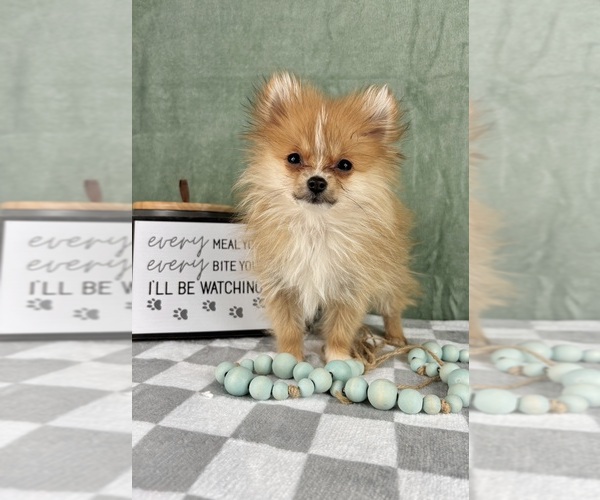 Medium Photo #3 Pomeranian Puppy For Sale in INDIANAPOLIS, IN, USA