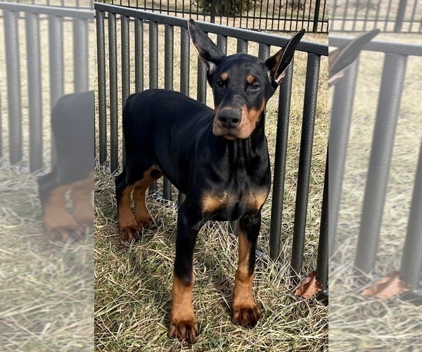 Medium Photo #84 Doberman Pinscher Puppy For Sale in WARSAW, IN, USA