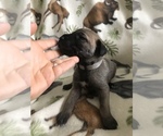 Small Photo #4 Great Dane Puppy For Sale in DONOVAN, IL, USA