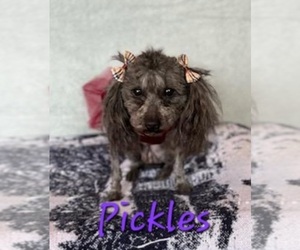 Mother of the YorkiePoo puppies born on 04/30/2025