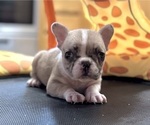 Small #7 French Bulldog