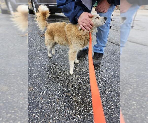 Medium Photo #1 Mutt Puppy For Sale in San Antonio, TX, USA