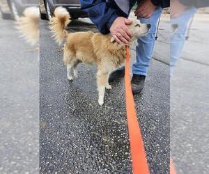 Mutt Dogs for adoption in San Antonio, TX, USA