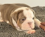 Small Photo #6 English Bulldog Puppy For Sale in CLARKSVILLE, TN, USA