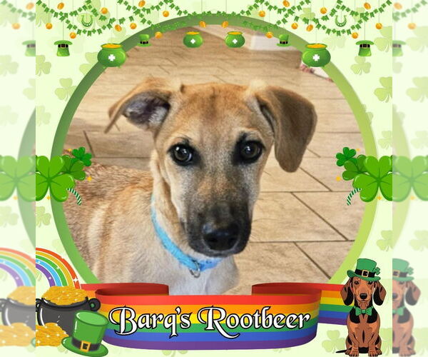 Medium Photo #4 Dachshund-Unknown Mix Puppy For Sale in San Antonio, TX, USA