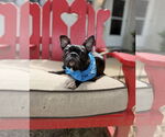 Small #2 Faux Frenchbo Bulldog