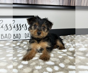 Yorkshire Terrier Puppy for sale in INDIANAPOLIS, IN, USA