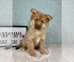 Small Photo #3 Pomsky Puppy For Sale in FRANKLIN, IN, USA