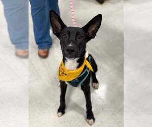 Mutt Dogs for adoption in Holly Springs, NC, USA