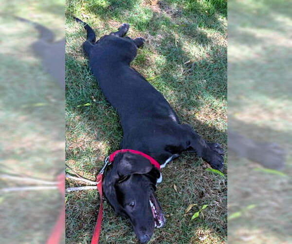 Medium Photo #2 Basset Hound-Unknown Mix Puppy For Sale in Deepwater, NJ, USA