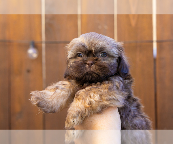 Medium Photo #4 Shih Tzu Puppy For Sale in OAKLEY, CA, USA