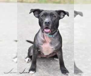 Junebug - Female American Pit Bull Terrier-Labrador Retriever Mix Dog for Adoption - Photo #4