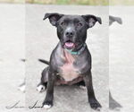 Small #3 American Pit Bull Terrier-Labrador Retriever Mix