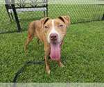 Small American Pit Bull Terrier Mix