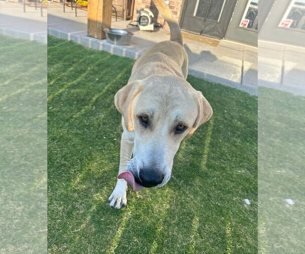 Medium Photo #2 Labrador Retriever-Unknown Mix Puppy For Sale in Grafton, WI, USA