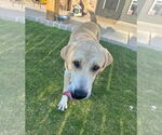 Small #1 Labrador Retriever Mix