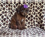 Small Photo #5 Poodle (Miniature) Puppy For Sale in LAKELAND, FL, USA