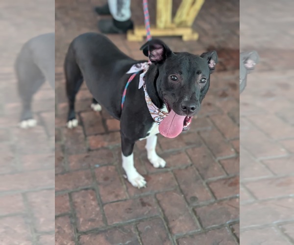 Medium Photo #1 Mutt Puppy For Sale in Holly Springs, NC, USA