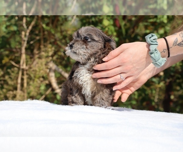 Medium Photo #9 ShihPoo Puppy For Sale in DYERSBURG, TN, USA