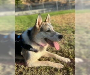 Bandit - Male Siberian Husky-Unknown Mix Dog for Adoption - Photo #13