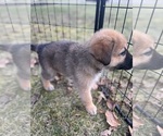 Puppy Puppy 1 Brown German Shepherd Dog-Great Pyrenees Mix