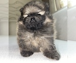 Small Photo #4 Pomeranian Puppy For Sale in BRICK, NJ, USA