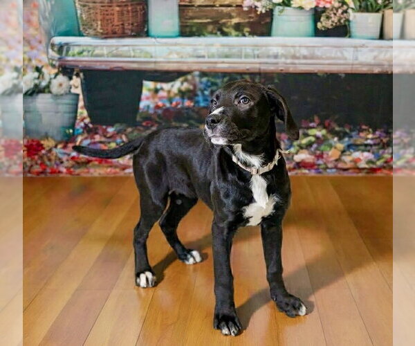 Medium Photo #1 Great Dane-Retriever  Mix Puppy For Sale in Springdale, PA, USA