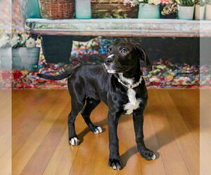 Great Dane-Retriever  Mix Dogs for adoption in Springdale, PA, USA