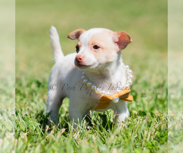 Medium Photo #80 Chihuahua Puppy For Sale in WARSAW, IN, USA