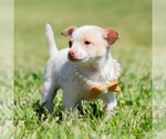 Small Photo #80 Chihuahua Puppy For Sale in WARSAW, IN, USA