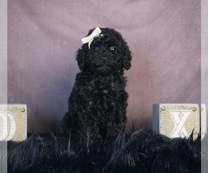 ShihPoo Puppy for sale in WARSAW, IN, USA