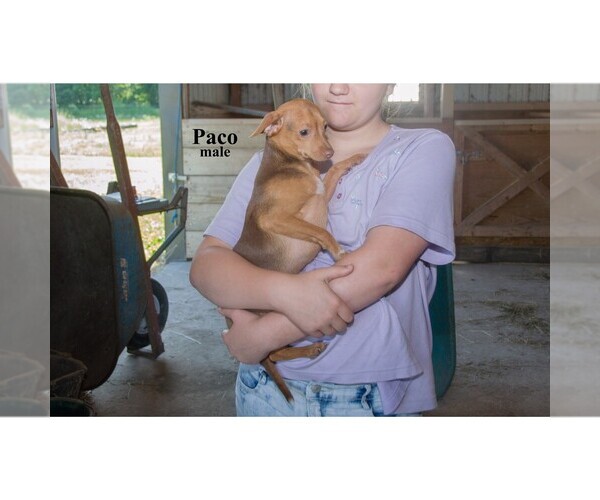 Medium Photo #22 Chihuahua Puppy For Sale in CLARE, MI, USA