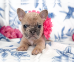 Small #5 French Bulldog