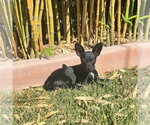 Small Chiweenie