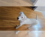 Small #2 Labrador Retriever Mix