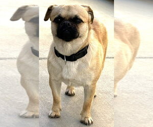 Pug-Unknown Mix Dogs for adoption in San Bernardino, CA, USA