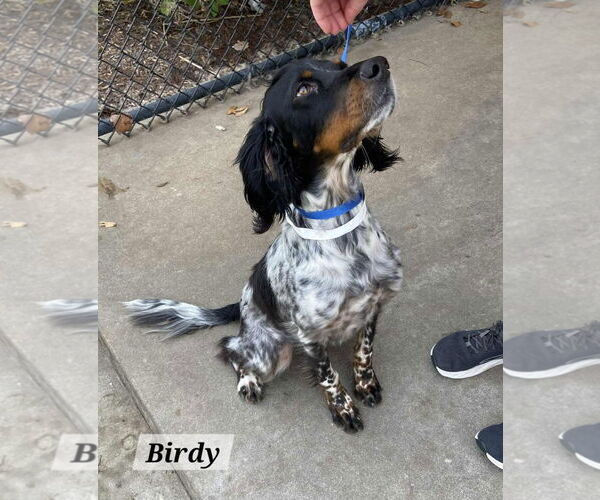 Medium Photo #7 - Mix Puppy For Sale in Curwensville, PA, USA