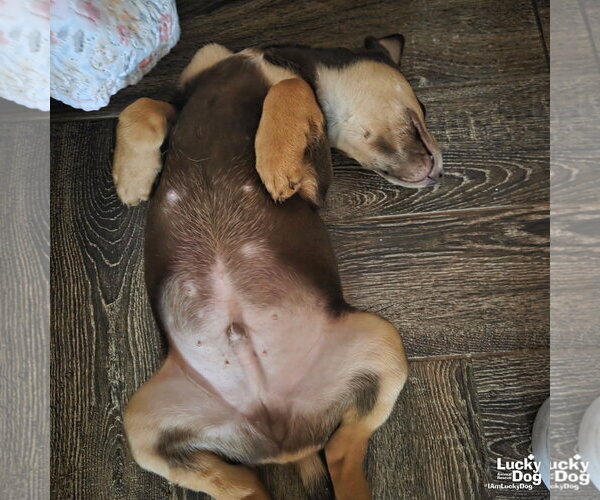 Medium Photo #4 Doberman Pinscher-Unknown Mix Puppy For Sale in Washington, DC, USA