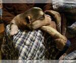 Small Photo #14 Pomsky Puppy For Sale in CENTRALIA, MO, USA