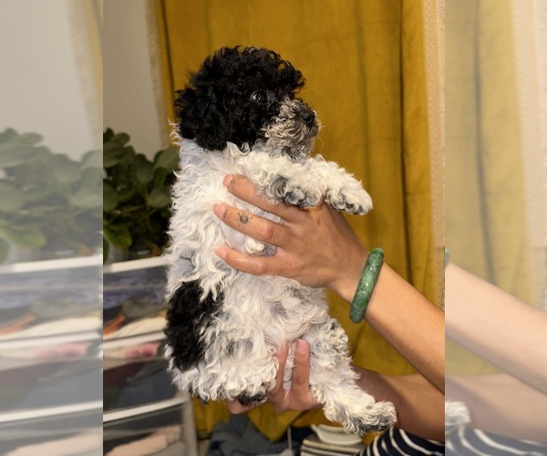 Medium Photo #1 Maltipoo Puppy For Sale in RICHMOND, CA, USA