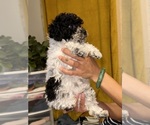 Small Photo #1 Maltipoo Puppy For Sale in RICHMOND, CA, USA