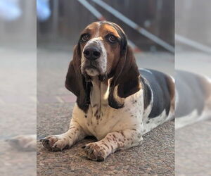 Basset Hound Dogs for adoption in Petaluma, CA, USA