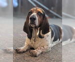 Small Basset Hound