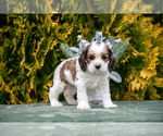 Puppy Ezra Cocker Spaniel