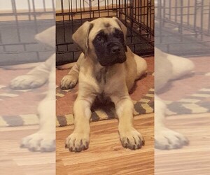 Mastiff Puppy for sale in FORT GARLAND, CO, USA