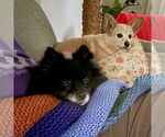 Small #4 Pomeranian