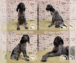 Puppy Girl 302126F10R German Shorthaired Pointer