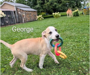 Labrador Retriever-Unknown Mix Dogs for adoption in SHERBURNE, NY, USA