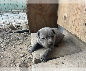 Cane Corso Puppy for sale in VALLEJO, CA, USA